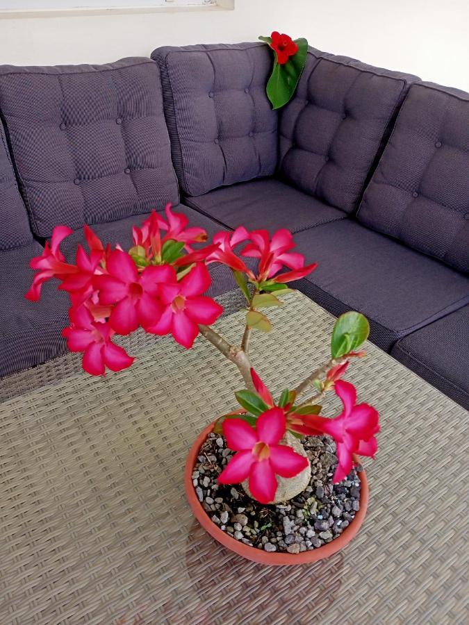 T2 Echappee Belle Sainte-Marie Kybo Karaib Location Pkg Mtgne Cosy Apartment Екстериор снимка